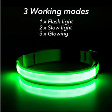 Illuminate Adventures, Keep Your Pet Safe!